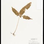 Lindsaea divaricata Лист