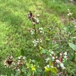 Vaccinium myrtilloides Fruit