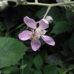 Rubus questieri 花