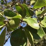 Strychnos madagascariensis Blad