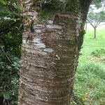 Betula alleghaniensis Kôra