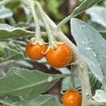 Solanum burchellii