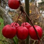 Malus × floribunda फल