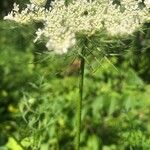 Daucus carotaFlower