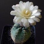 Gymnocalycium uebelmannianum Συνήθη χαρακτηριστικά