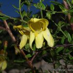 Keckiella antirrhinoides Кветка