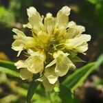 Sideritis hyssopifolia Flor