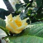 Camellia petelotii