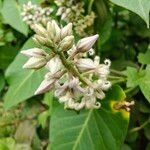 Cynanchum rostellatum Flor