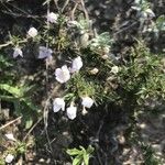 Stenaria nigricans Flower