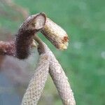 Corylus avellana Fruit