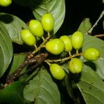 Quiina macrophylla Fruct