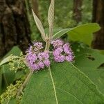 Callicarpa macrophylla Цвят