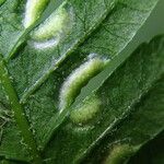 Pteris pteridioides Folio