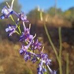 Delphinium gracileFiore