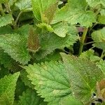 Agastache rugosa Fulla