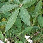 Cleome houtteana Leaf