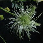Clematis brevipes Hábito