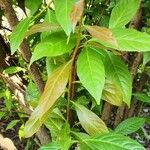 Gymnosporia acuminata Leaf