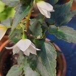 Begonia boliviensis 葉