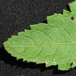 Dasistoma macrophylla Leaf