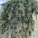 Acacia baileyana Hostoa