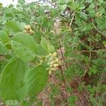 Cordia monoica Fleur