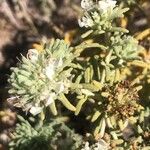 Teucrium dunense Flower