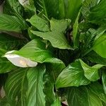 Spathiphyllum wallisii Folha