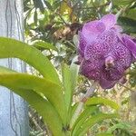 Vanda coerulescens Cvet