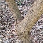 Acokanthera oblongifolia Bark