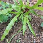 Paspalum fimbriatum Leaf