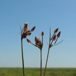 Fimbristylis dichotoma 花