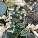 Osmanthus delavayi Levél