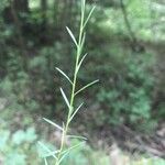 Linum tenuifolium Deilen