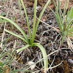 Brimeura amethystina Likasa