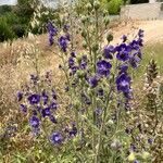 Delphinium staphisagria Habitus