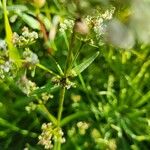 Galium boreale Blad