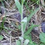 Myosotis arvensis Leaf