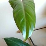 Philodendron erubescens K.Koch & AugustinList