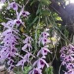 Dendrobium anosmum Flower