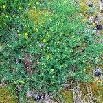 Coronilla minima عادت داشتن