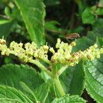 Cyphostemma vandenbrandeanum Цвят