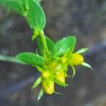 Hypericum tetrapterum Flor