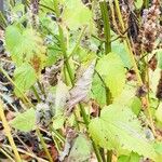 Agastache urticifolia Leaf