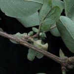 Lonicera quinquelocularis Агульны выгляд