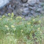 Potentilla valderia Libunga