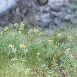 Potentilla valderia Habit