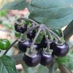 Solanum nigrum Gyümölcs