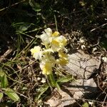 Orchis pauciflora 花